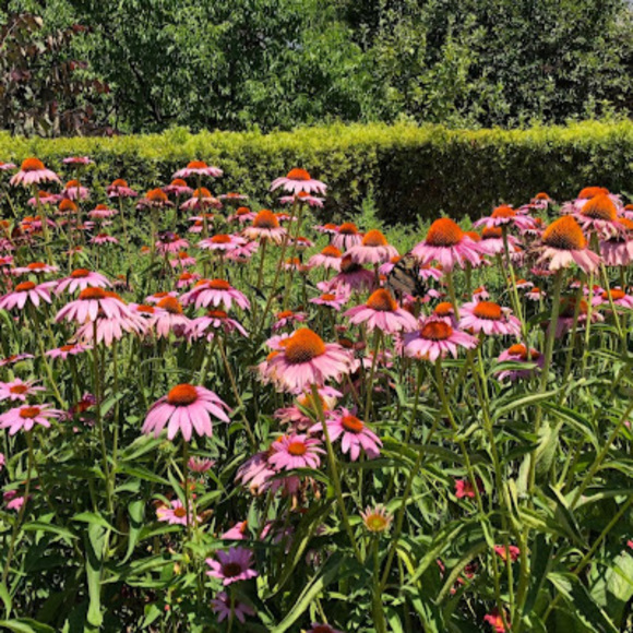 Meet your Posher, Samantha - Picture 1 of 1